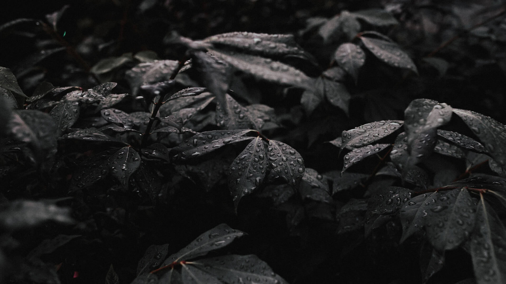 Imagem de fundo com equipe de carregadores